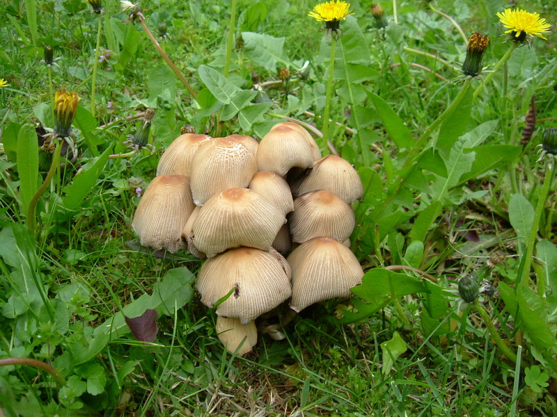 Coprinus.